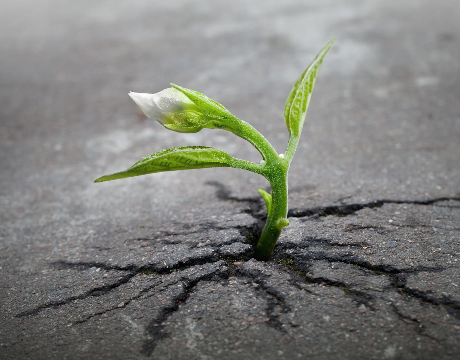 plant pushing through the soil